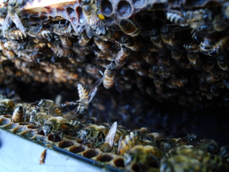 a swarm of bees crawling on a hive