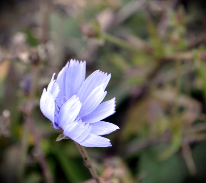 a purple flower sitting on top of a leafy field