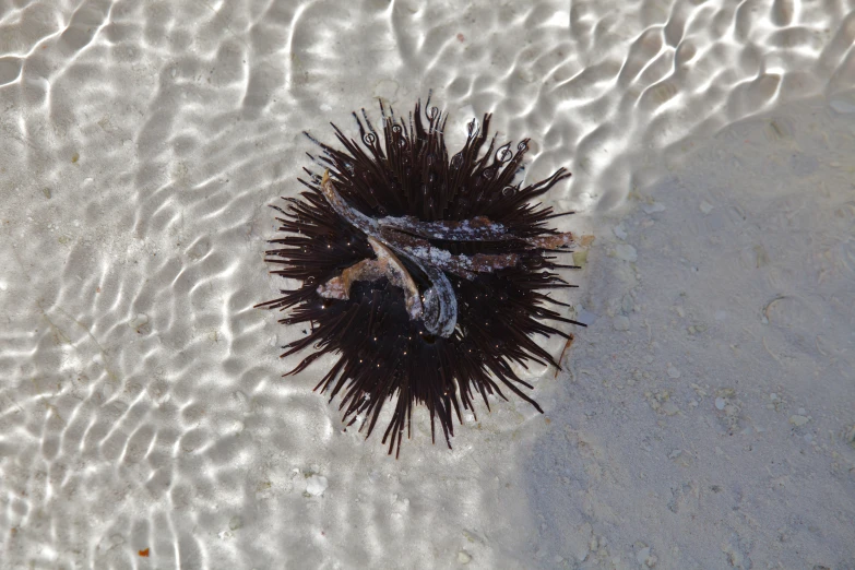 an animal is laying down in the shallow water