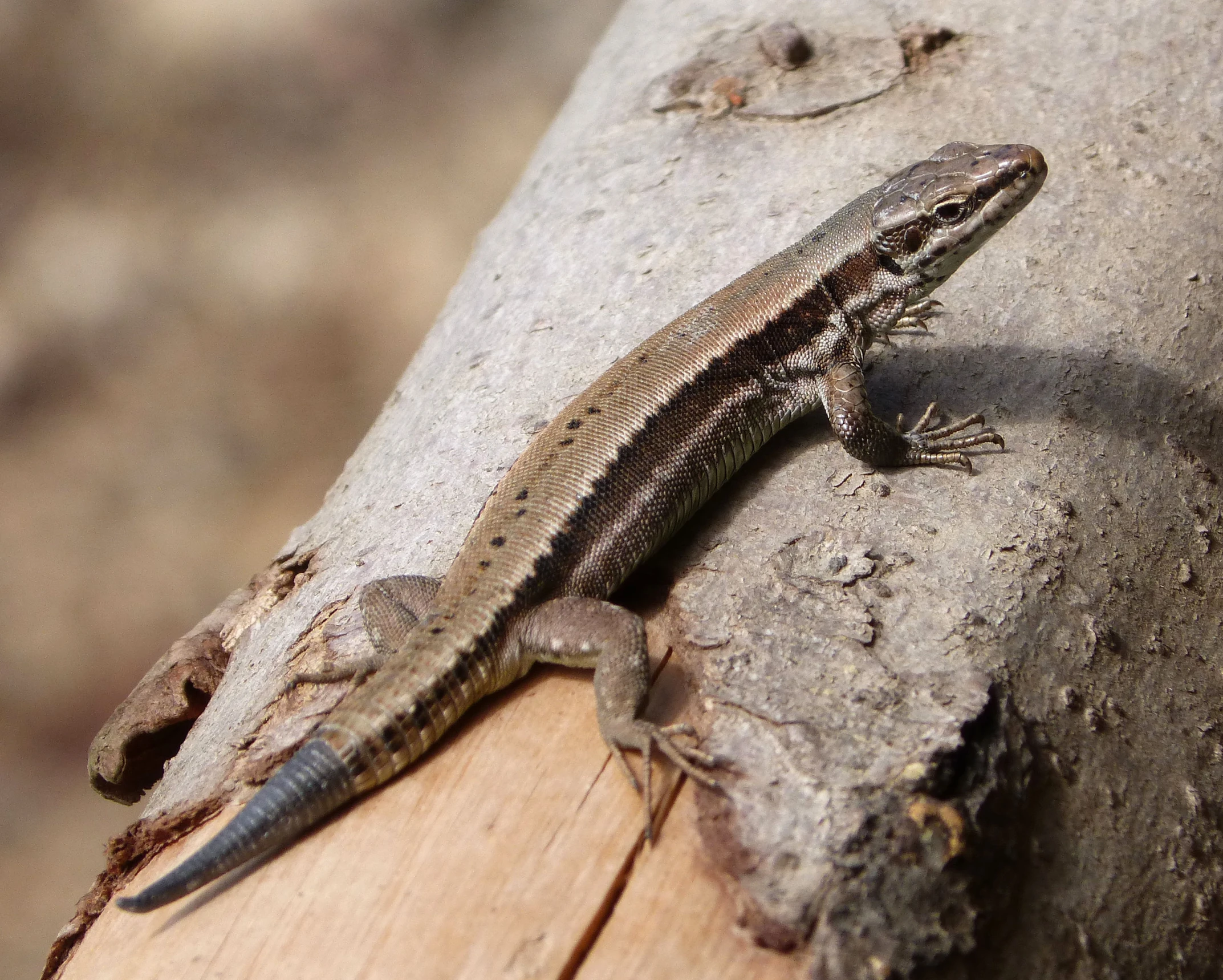 a small lizard sitting on top of a tree log