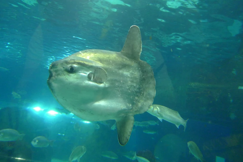 a fish swims underneath some water and other marine animals