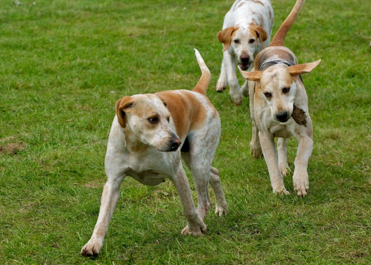 three dogs walking together on grass field