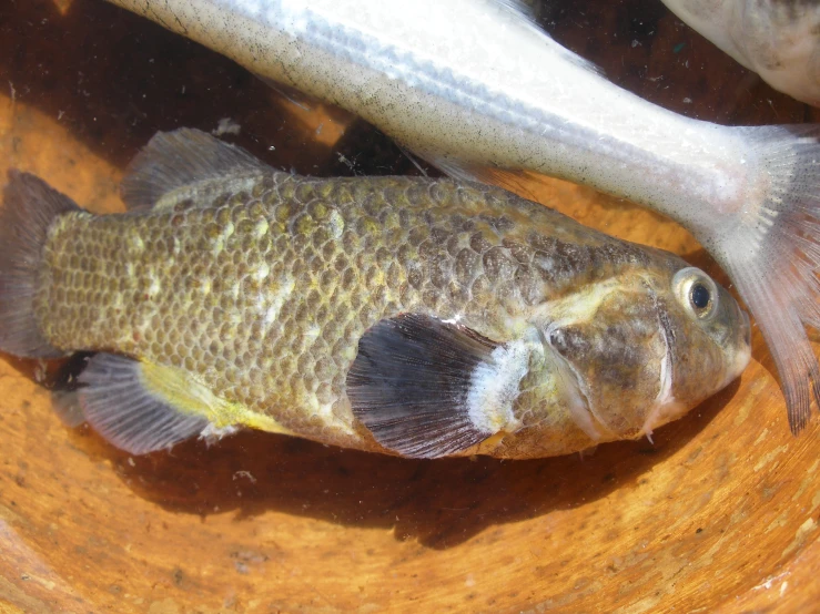 a fish that is sitting in the dirt