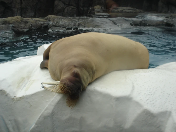 a seal resting on the rock by the water