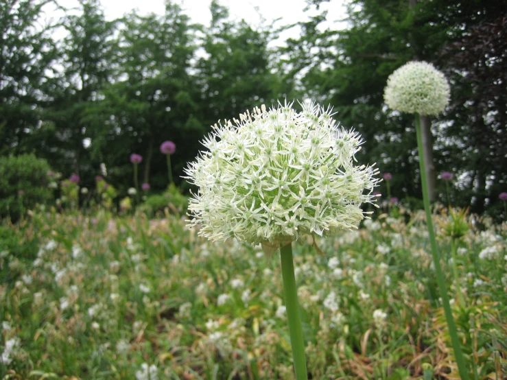 two very pretty white flowers in a field