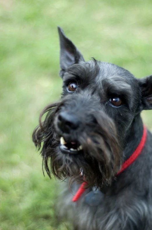 a close - up of a black terrier dog looking up