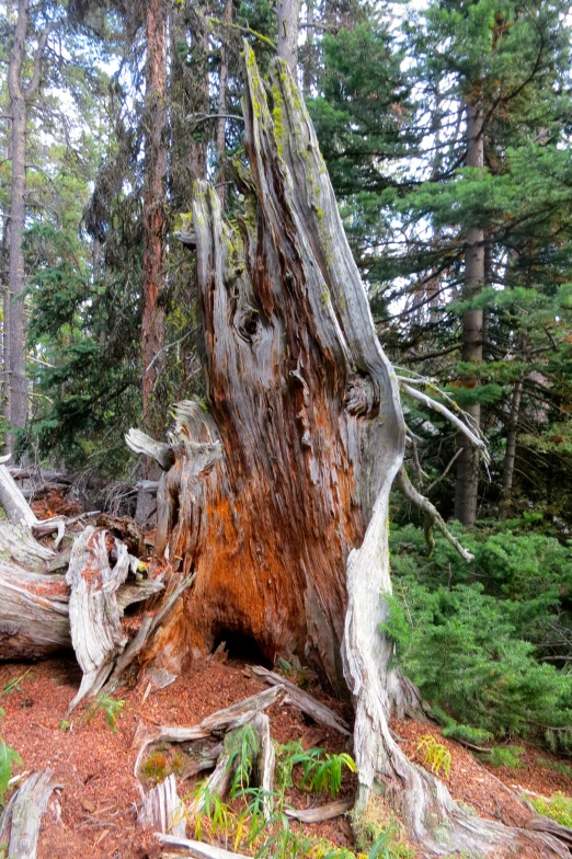 a large tree that has been cut down and fallen