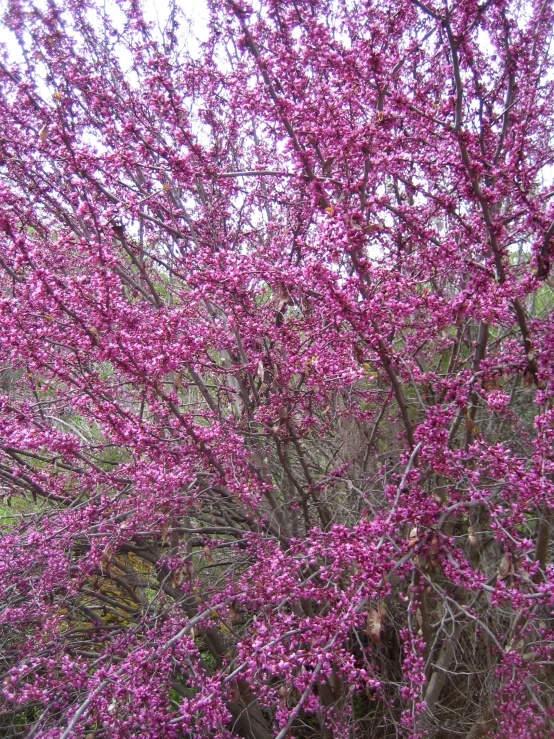 the trees with pink flowers bloom are very blooming