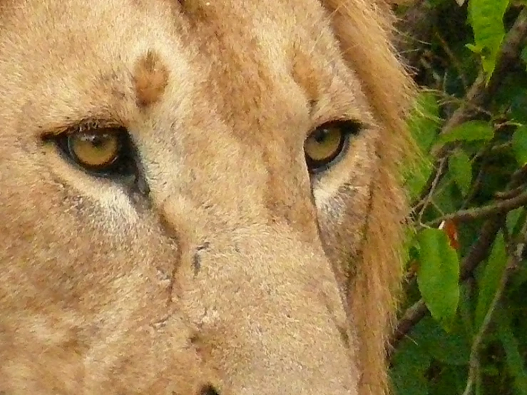 close up of the head of a large animal with an open mouth