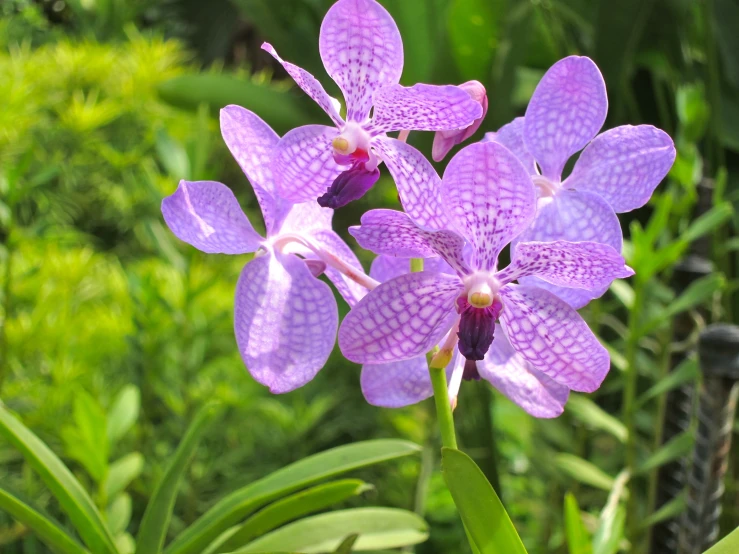 closeup view of a purple flower near some grass