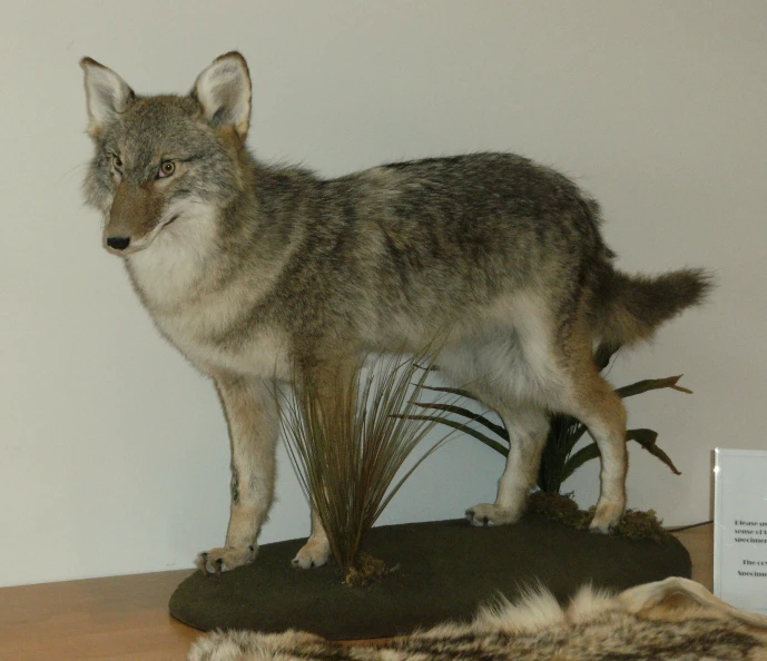 this wolf replica is standing on a small display