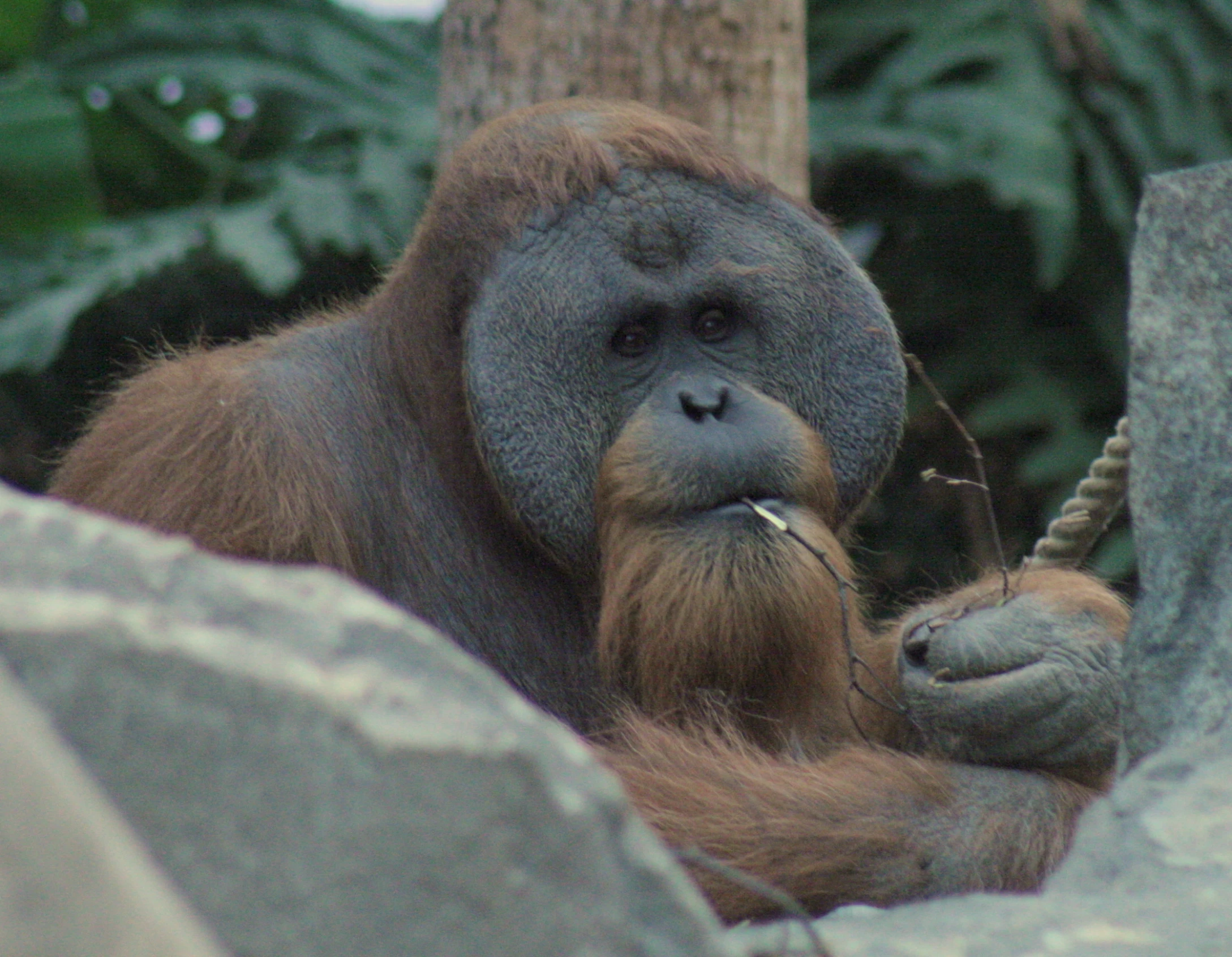 an orangutan looks at soing with its nose open