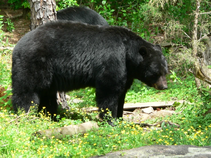 black bear in grass area looking at another bear