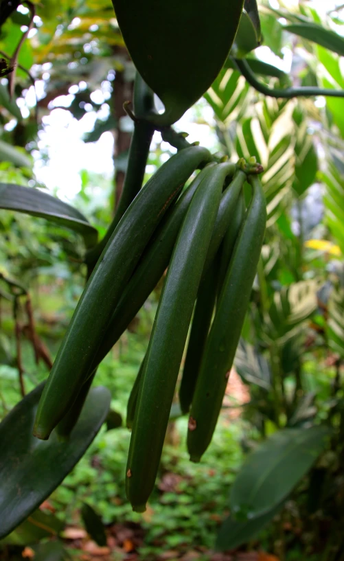 some green leaves hanging on a plant in the forest