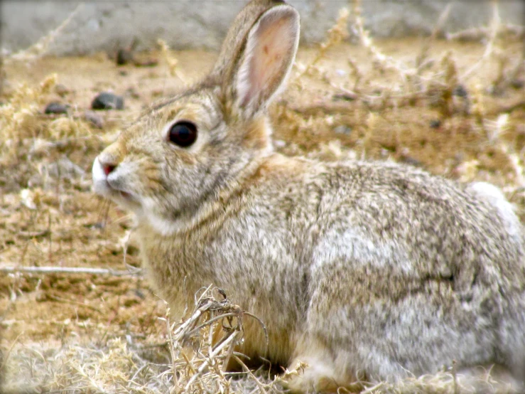 a large rabbit sitting in the middle of a field