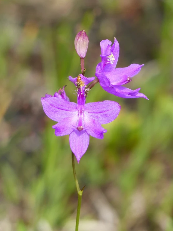 a single purple flower blooming from bud