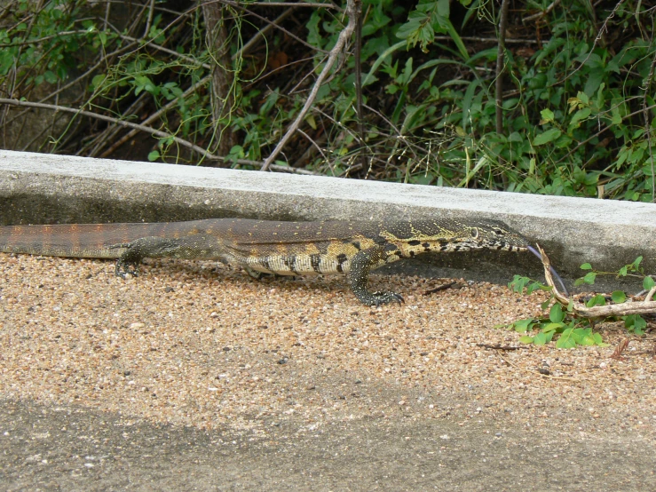 the large alligator is standing next to the concrete