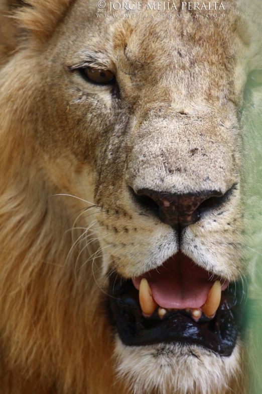 a lion shows off his teeth while looking at the camera