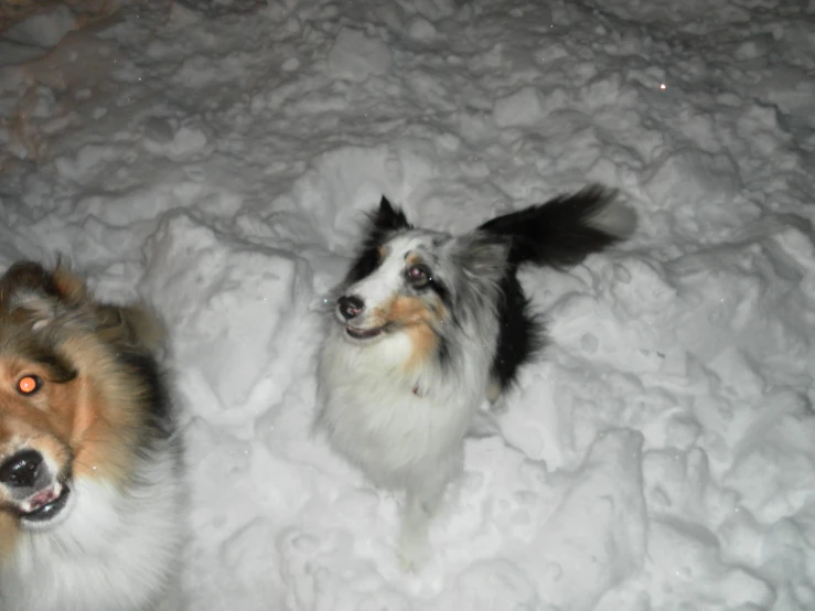 two dogs looking up in the snow with a light on