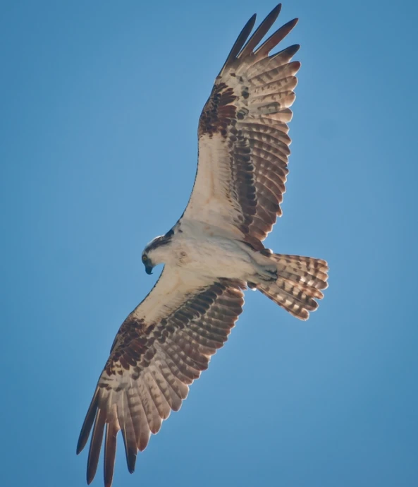 a large bird is flying in the air