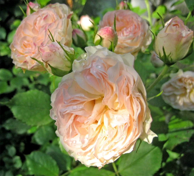 a group of pink roses surrounded by green leaves