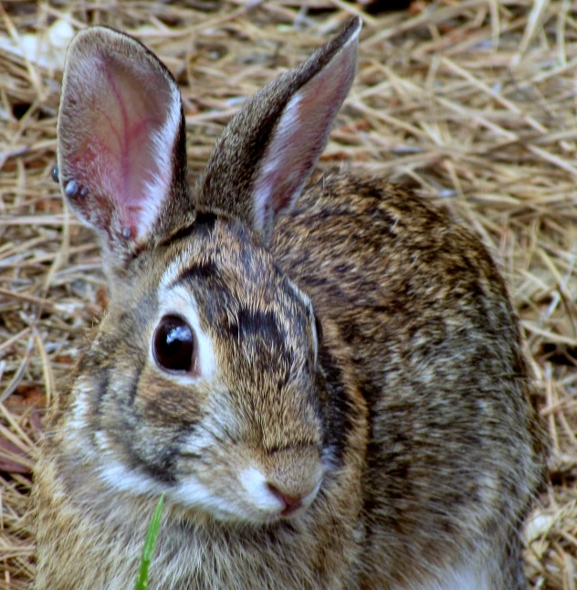 the small rabbit is sitting in the straw