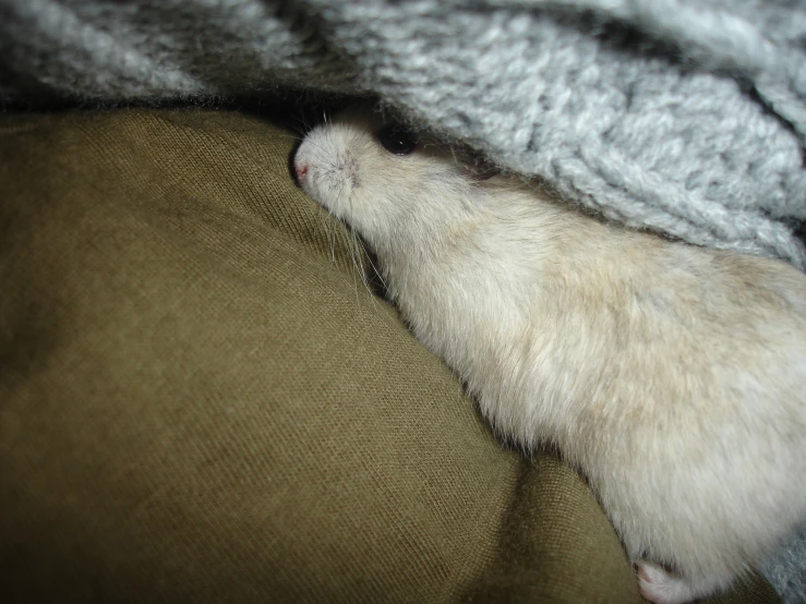 the ferret is wrapped in a blanket, sleeping