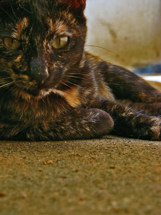 there is a black and brown cat that is laying down