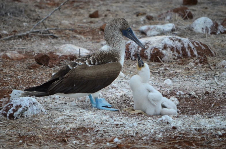 two birds are on the ground eating food