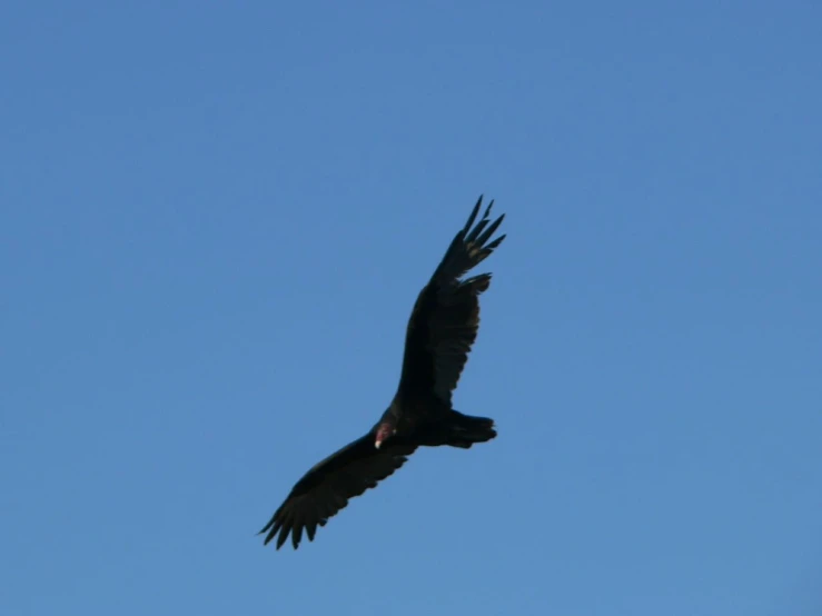 a bird soaring in the blue sky above it