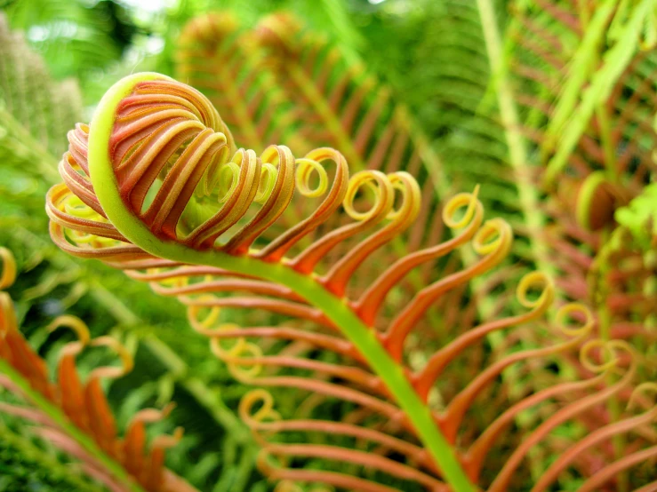 closeup of red and green plant with lots of freckles