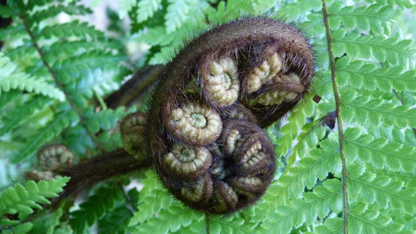a fern leaf with tiny brown bumps growing on it