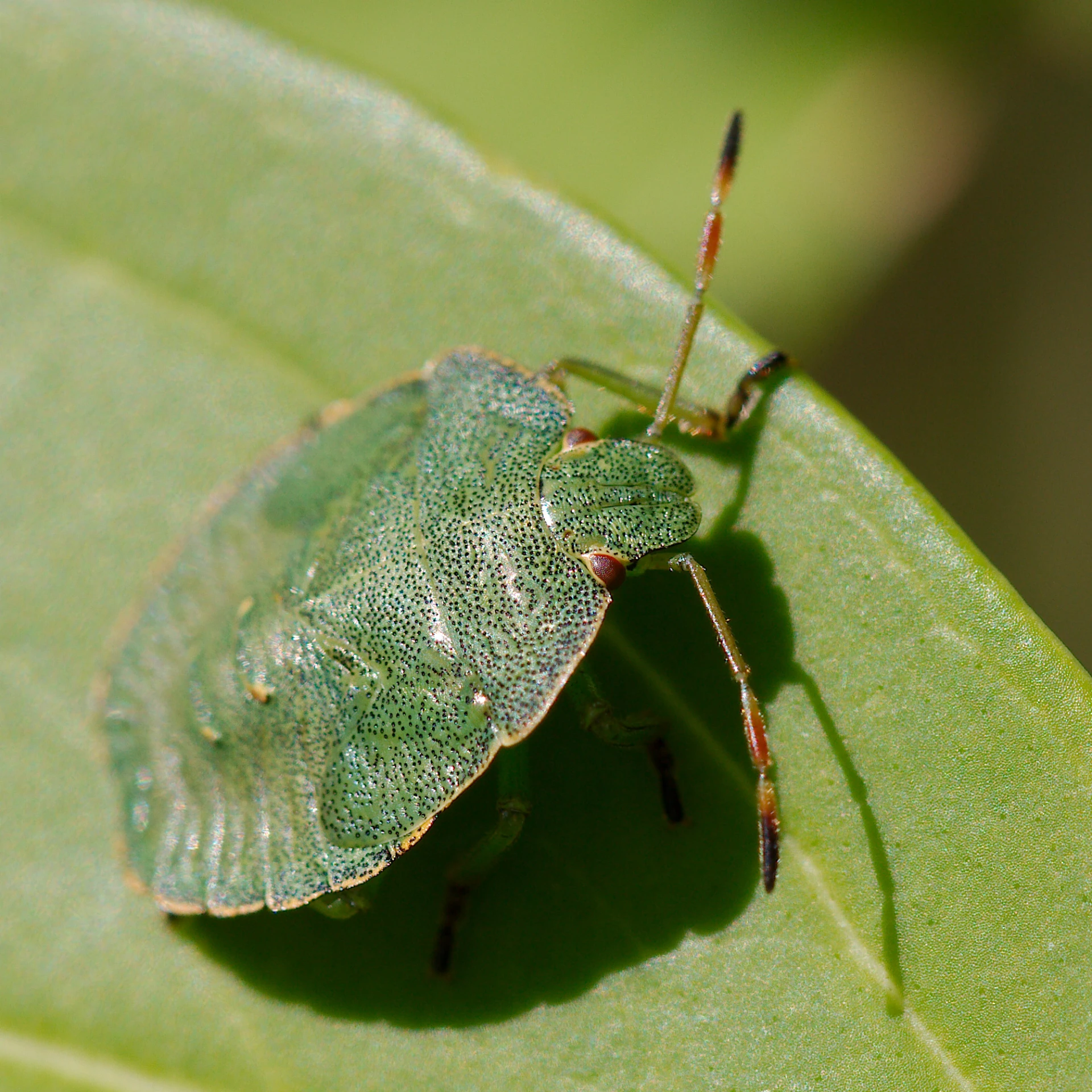 the green bug is standing on a green leaf