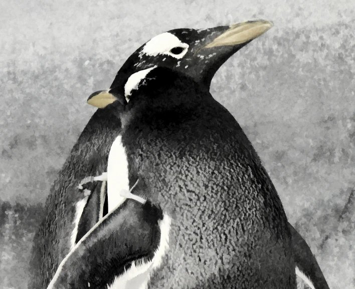 a black and white po of two penguins