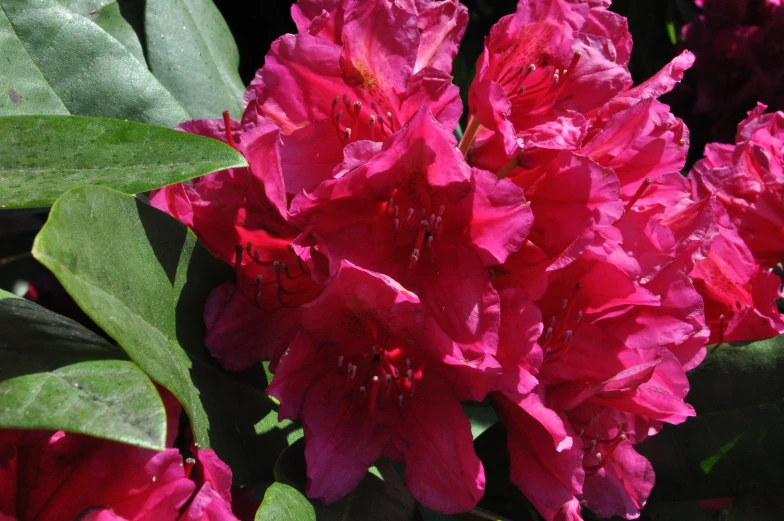 pink flowers are blooming outside near the leaves