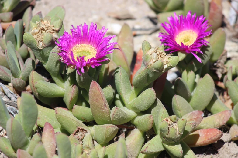 two flowers that are on the rocks