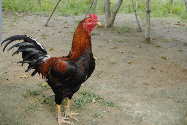 an adult rooster standing on the ground