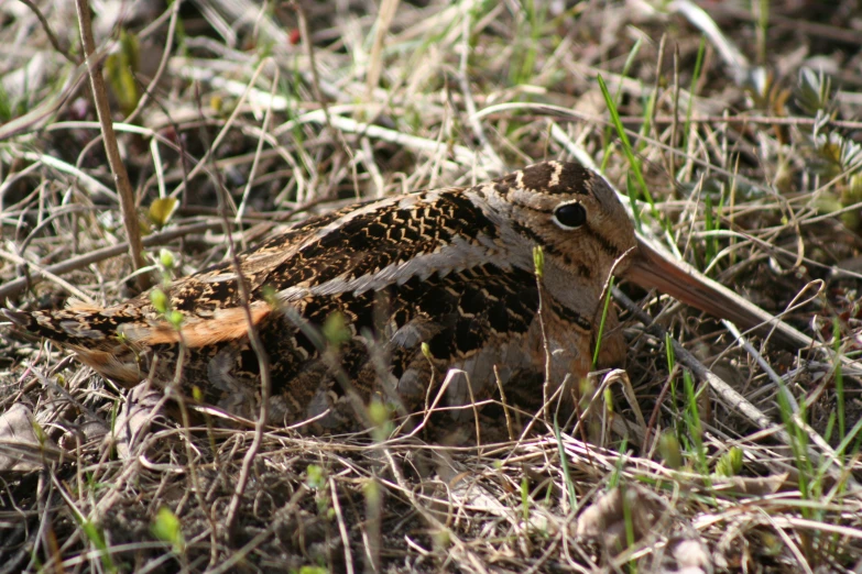 a bird with brown and white feathers lays in the grass