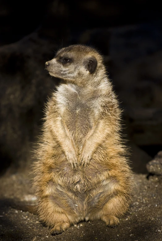 a small baby meerkat standing on its front legs