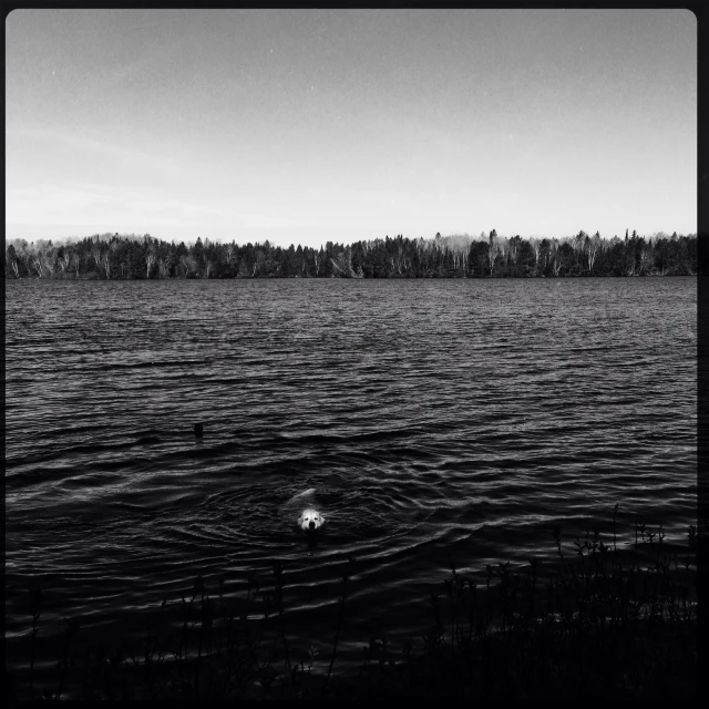 a person is swimming in the middle of a lake