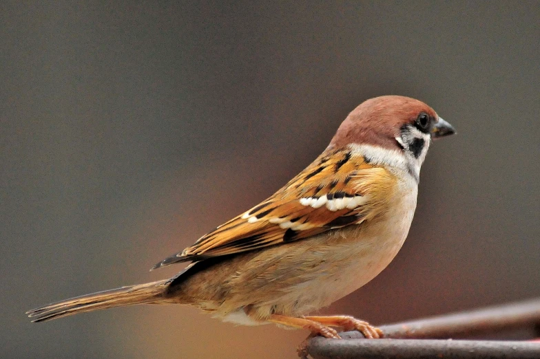 a small bird sitting on a metal pole
