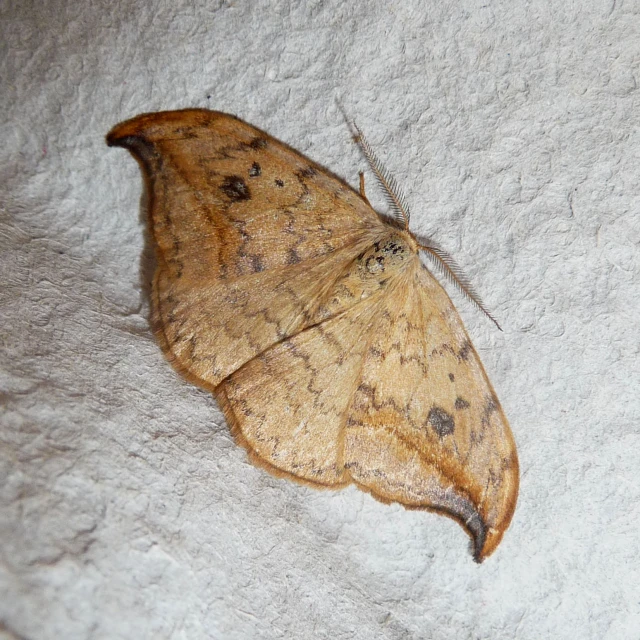 a small moth resting on a white sheet