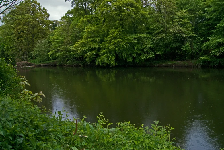 a river surrounded by trees and lush green foliage