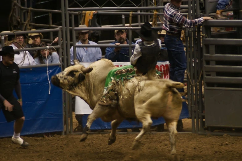 a cowboy jumps a cow in a rodeo