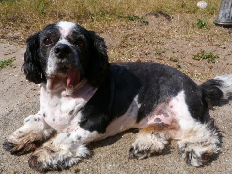 a dog laying down outside with its tongue out