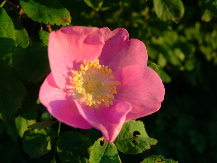a pink flower growing in the sun with leaves