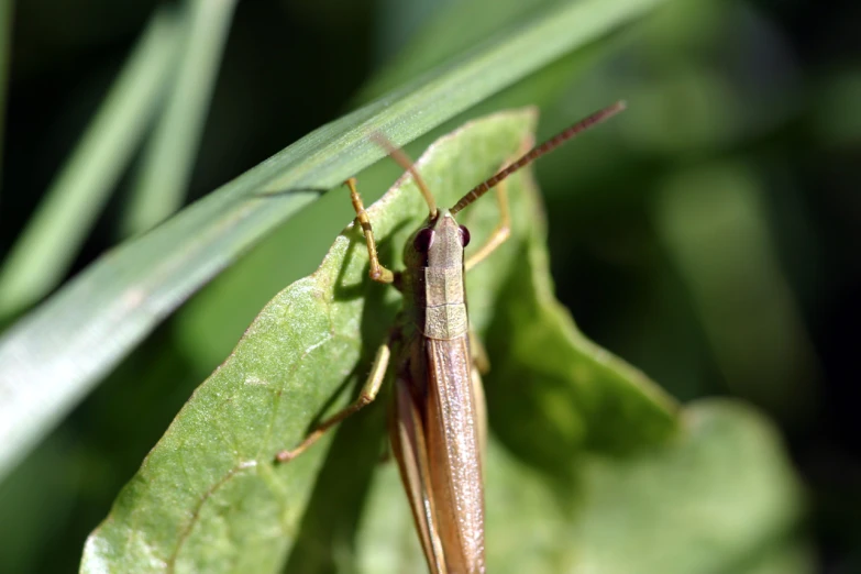 an image of a grasshopper on a leaf