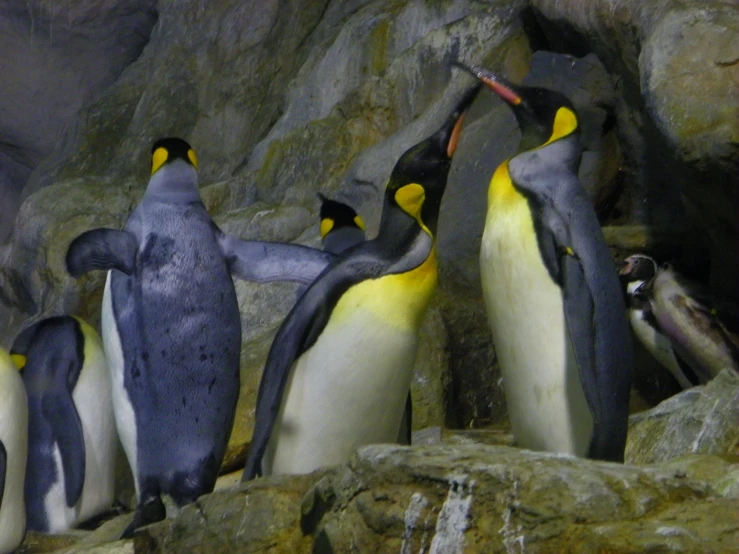 several penguins are together in a pile of rocks