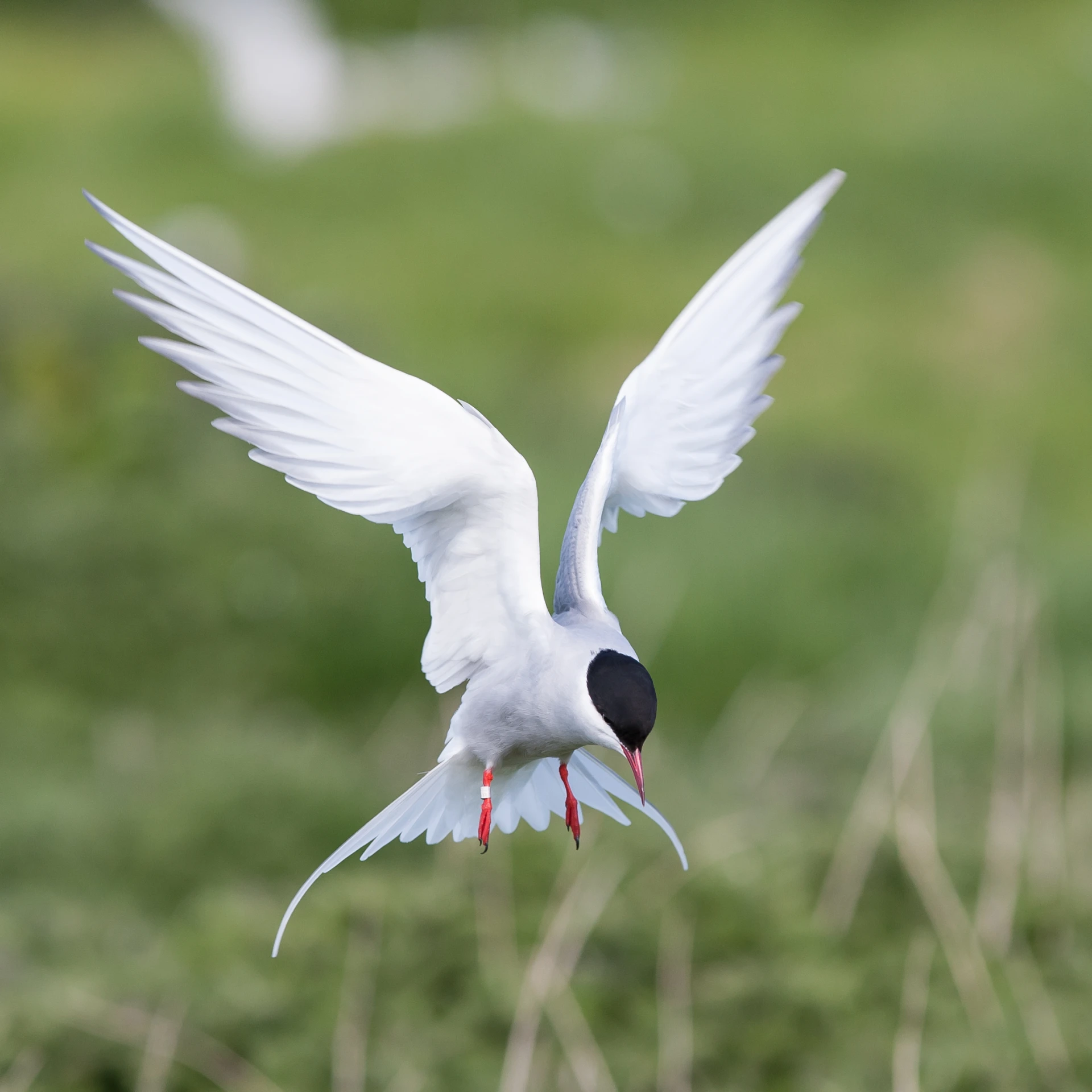 a bird is spreading its wings in the air