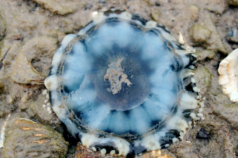 a blue jelly in some sand and rock